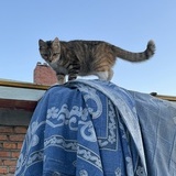 小猫气球