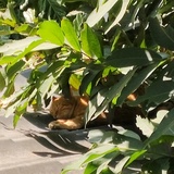 霍尔斯