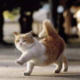 猫七宝