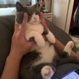 狐狸图图