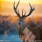 Caribou
