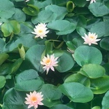 朗月