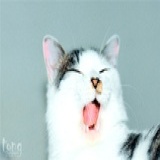 猫猫过来揉一揉