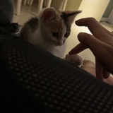 青蛙