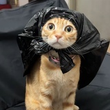 xmg小猫头