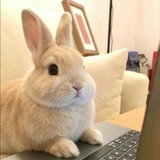 喜得