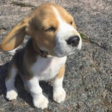 冲动派作者米格鲁