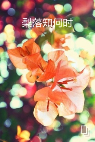梨落知何时