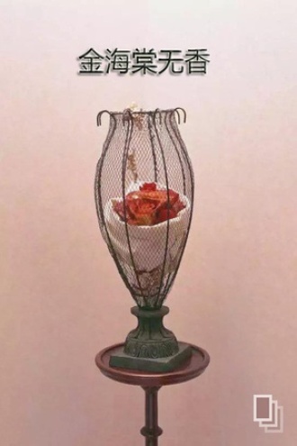 金海棠无香