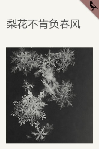 梨花不肯负春风