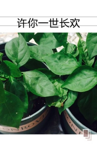 许你一世长欢