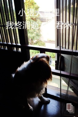 小猎犬查理